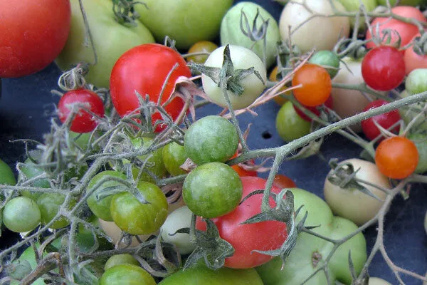Pomodori maturi e acerbi