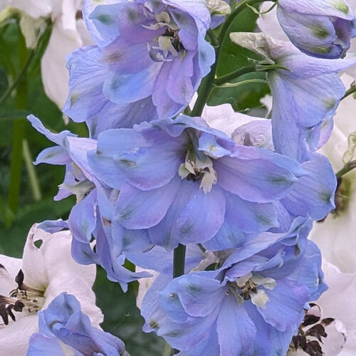 Speronella perenne (Delphinium cultorum) con fiori azzurri