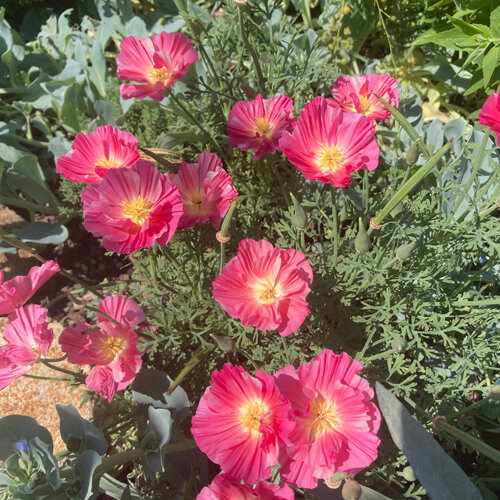 Papavero della California 'Rose Chiffon' (Eschscholzia californica) con fiori rosa