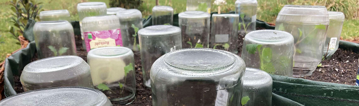 Anticipare il raccolto: barattoli per conserve capovolti come campane sopra le piantine