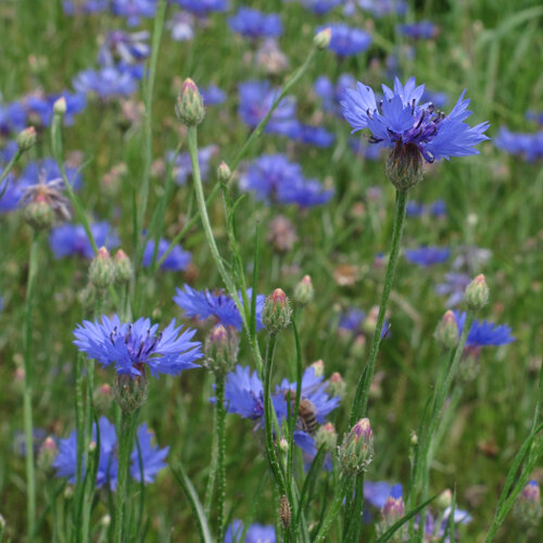 Fiordalisi (Centaurea cyanus) con fiori blu intenso e boccioli in un prato