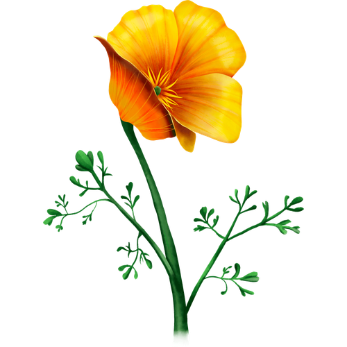 Papavero della California