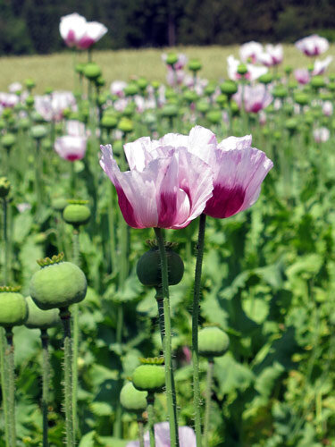 Papavero da oppio (Papaver somniferum) con fiori bianco-viola e capsule verdi in un campo