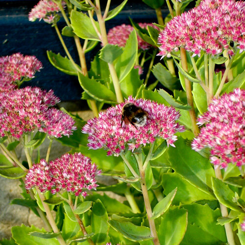 Sedum (Sedum spectabile) con infiorescenze rosa, su una c’è un bombo