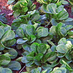 Valerianella con rosette di foglie robuste nell'aiuola