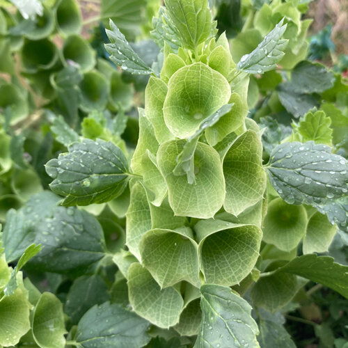 Molucella con calici verde chiaro a forma di conchiglia lungo lo stelo
