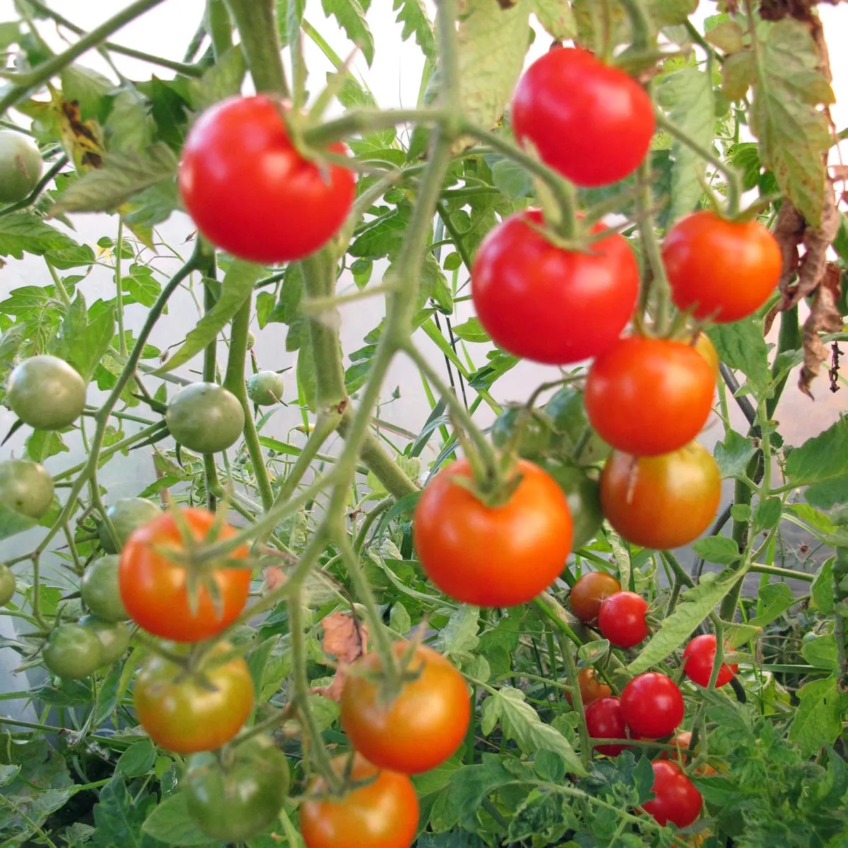 Buschtomate 'Outdoor Girl' (Solanum lycopersicum) Samen