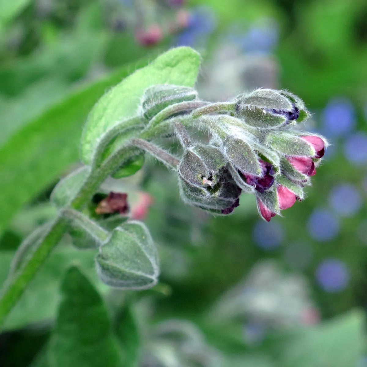 Gewöhnliche Hundszunge (Cynoglossum officinale) Bio Saatgut