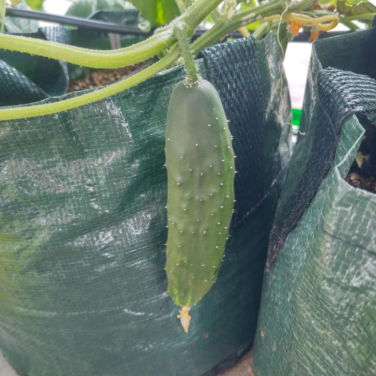 Gurke 'Marketmore’ (Cucumis sativus) Bio Saatgut