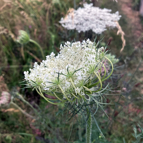 Carota selvatica (Daucus carota) con delicata ombrella di fiori bianchi
