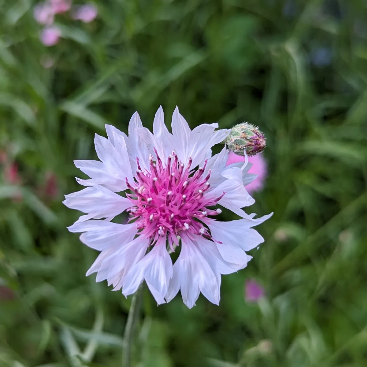 Sommerblumen in Rosa (diverse Arten & Sorten) Saatgutmix