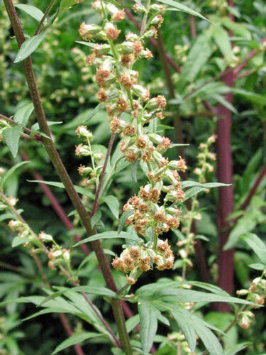Artemisia comune (Artemisia vulgaris) con piccoli capolini su steli rossastri