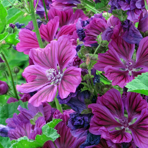 Malva di Mauritania con fiori viola dalle venature scure