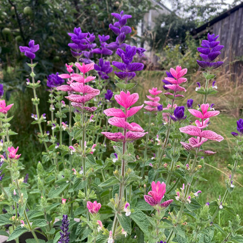 Salvia viridis con brattee rosa e viola in giardino