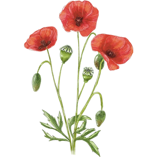 Papaveri