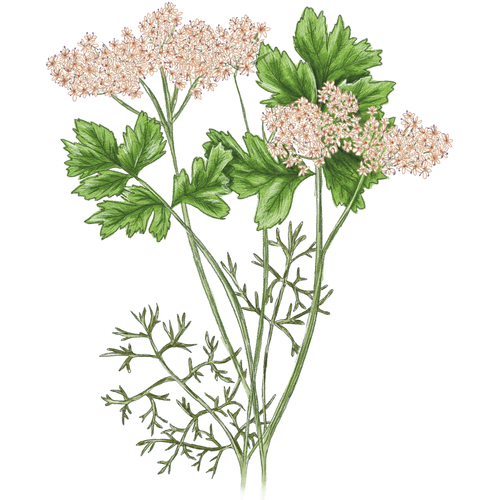 Varietà di coriandolo