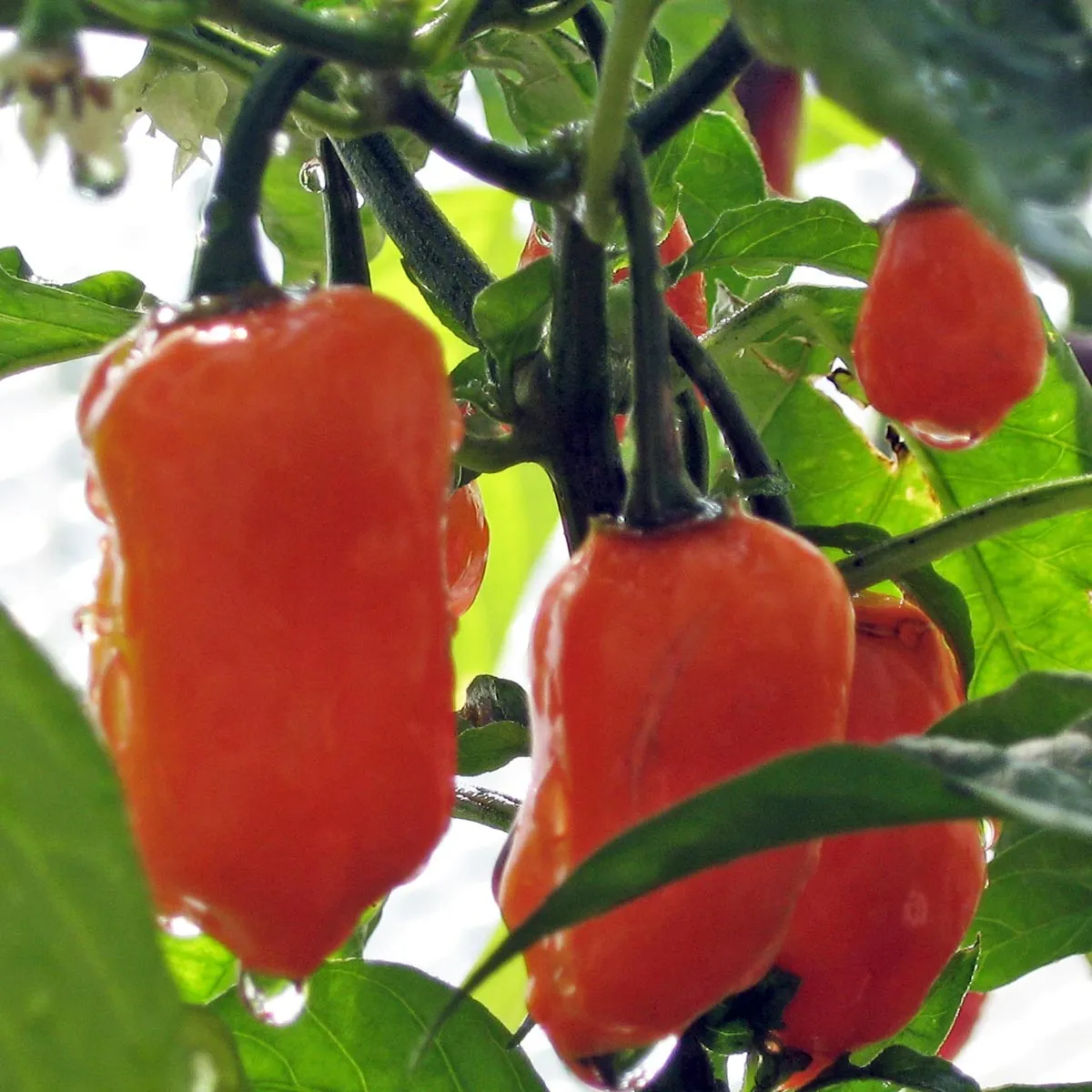 Chili 'Habanero' (Capsicum chinense) Samen