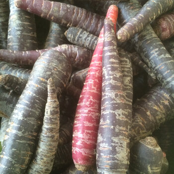 Carote viola e rosse come esempio di ortaggi a radice