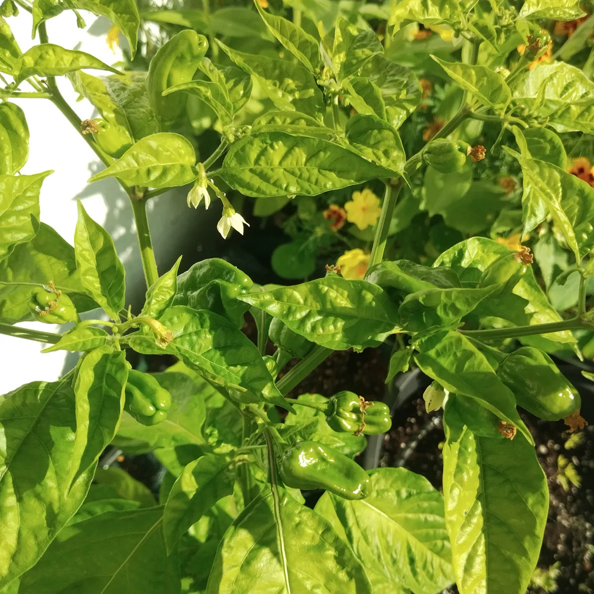 Milder Chili 'NuMex Suave Red' (Capsicum chinense) Samen