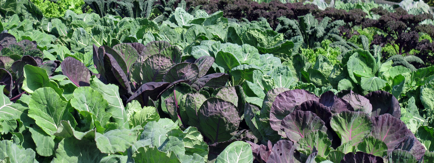 Campo con diversi tipi di cavolo verdi e rosso violacei