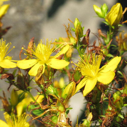 Erba di San Giovanni (Hypericum perforatum) con fiori gialli e boccioli