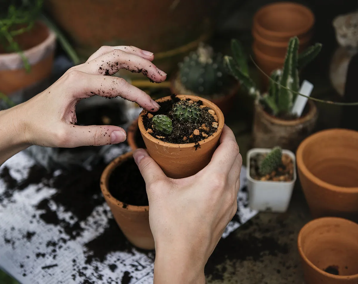 Seminare cactus