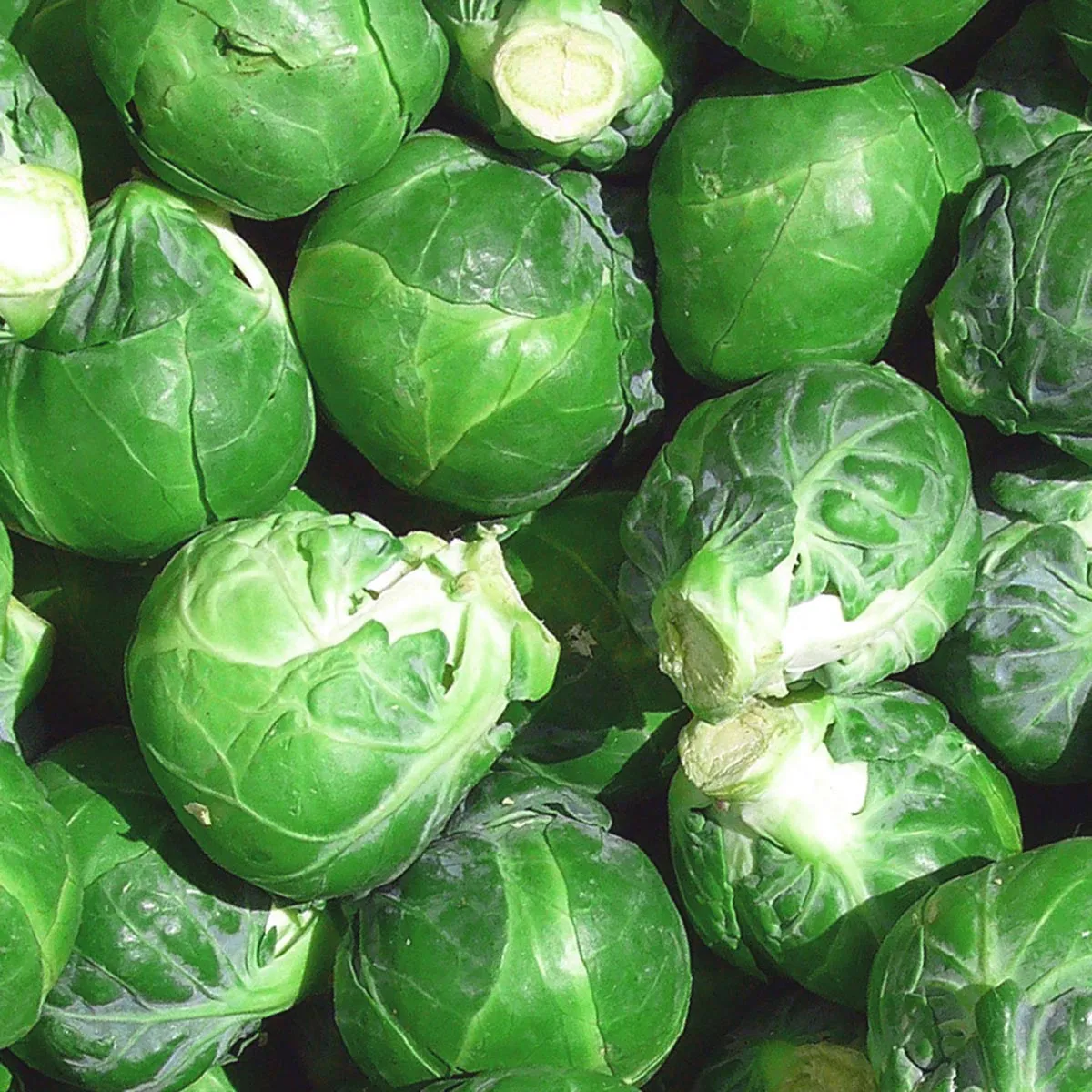 Rosenkohl 'Evesham Special' (Brassica oleracea var. gemmifera) Samen