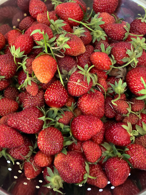 Fragole appena raccolte in uno scolapasta