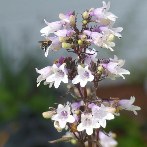 Penstemon 'Mystica' con fiori a campanella bianco-lilla e un'ape
