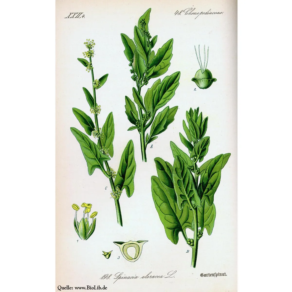 Echter Spinat 'Matador' (Spinacia oleracea) Samen