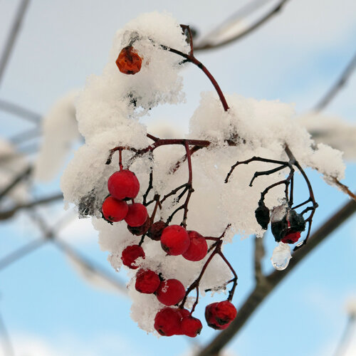 Bacche rosse coperte di neve su rami spogli contro un cielo invernale azzurro