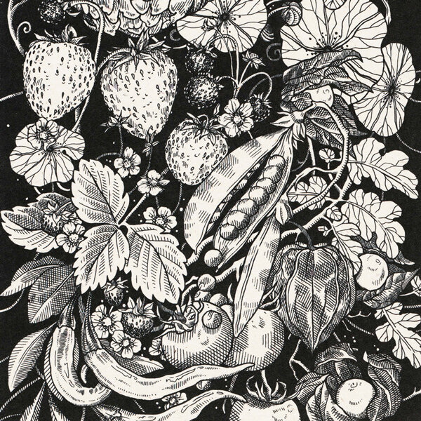 Illustrazione in bianco e nero con fragole, baccelli di piselli, peperoncini, alchechengi e pomodori