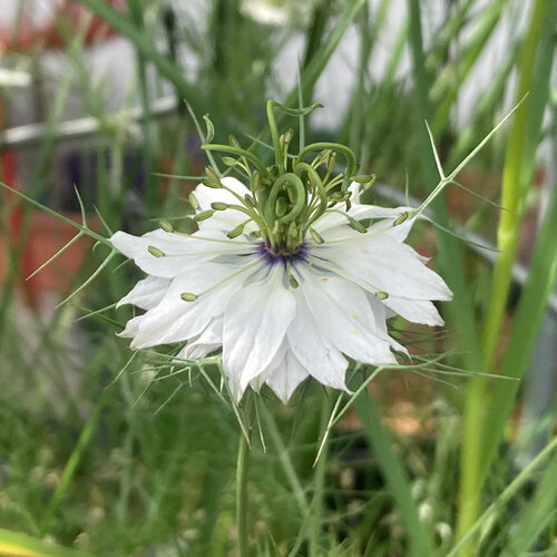 Fiore bianco di damigella (Nigella damascena) con brattee finemente divise