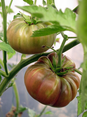 Pomodori cuore di bue