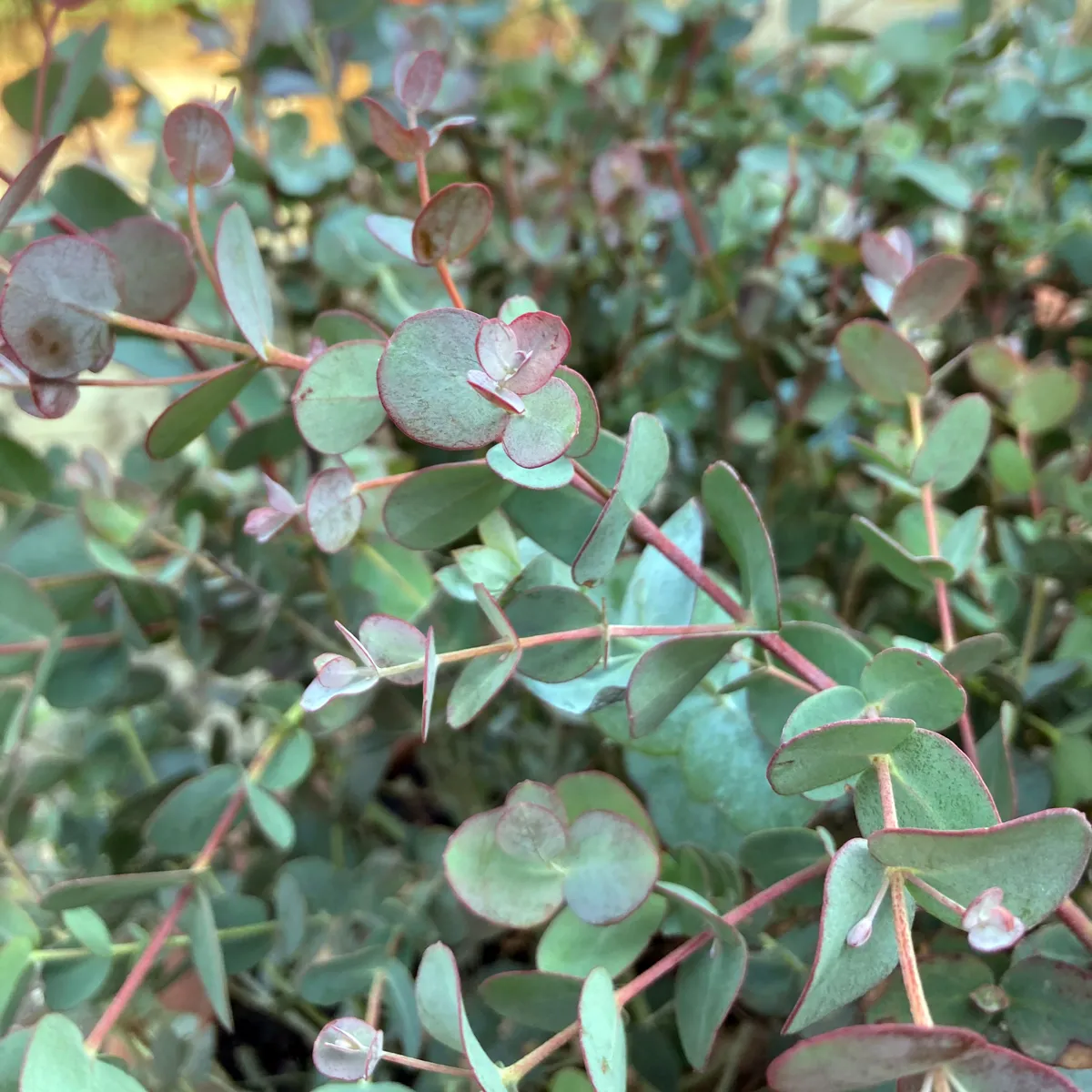 Mostgummi-Eucalyptus (Eucalyptus gunnii) Samen