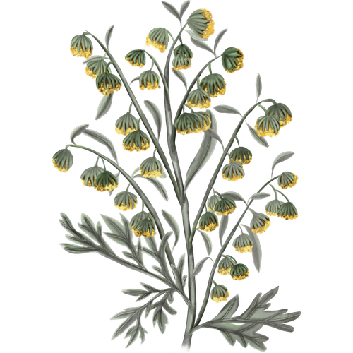 Varietà di artemisia