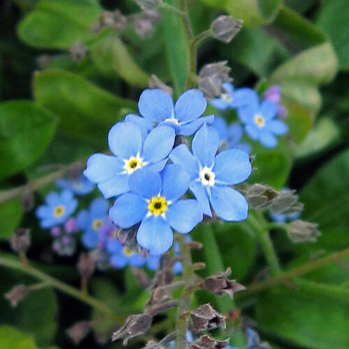 Fiori azzurri del nontiscordardimé (Myosotis sylvatica)
