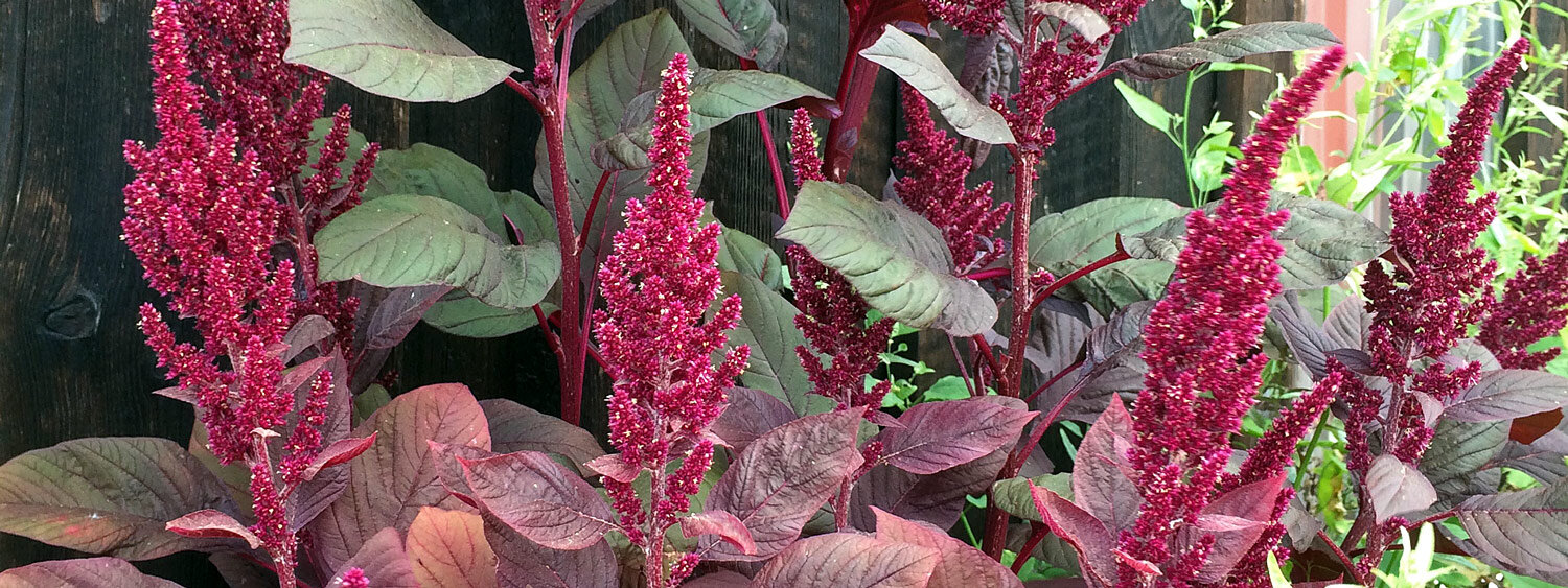 Amaranto livido (Amaranthus lividus)