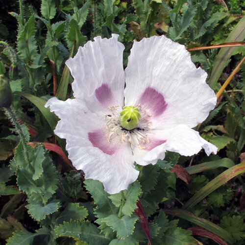 Fiore di papavero bianco con macchie viola alla base