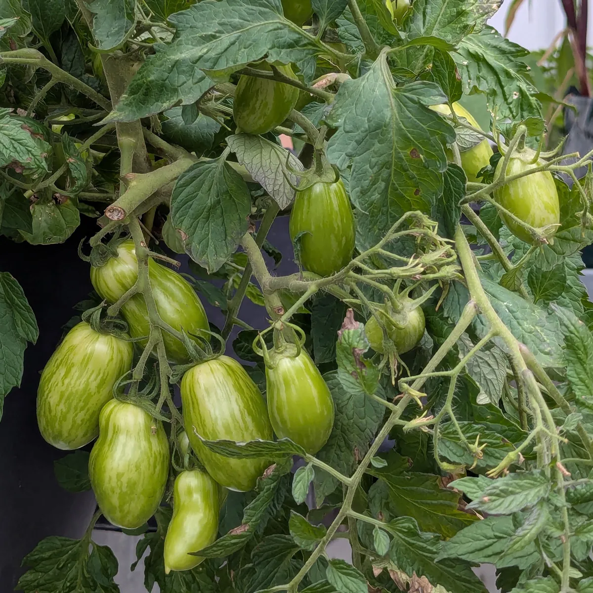 Gelbe Buschtomate 'Banana Legs' (Solanum lycopersicum) Samen