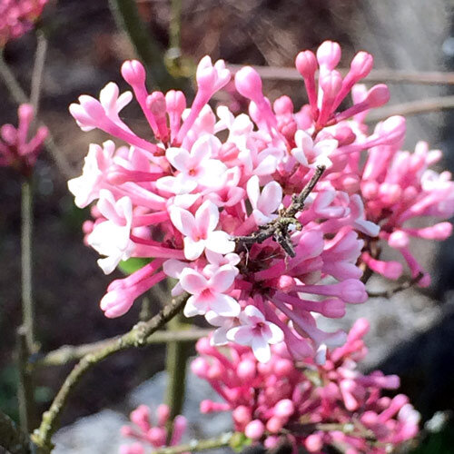 Viburno profumato (Viburnum farreri) con mazzetti di fiori rosa sui rami spogli
