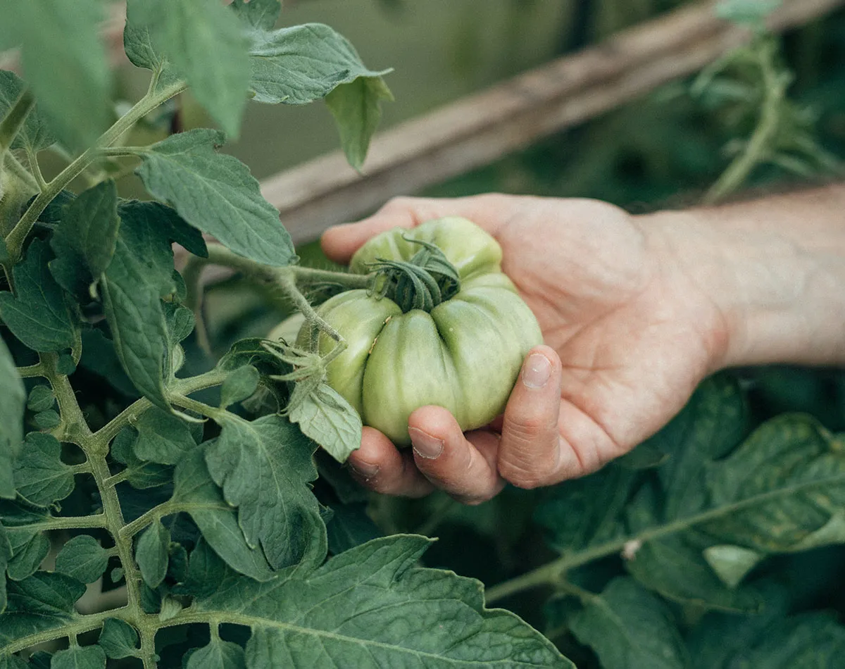 Semina del pomodoro