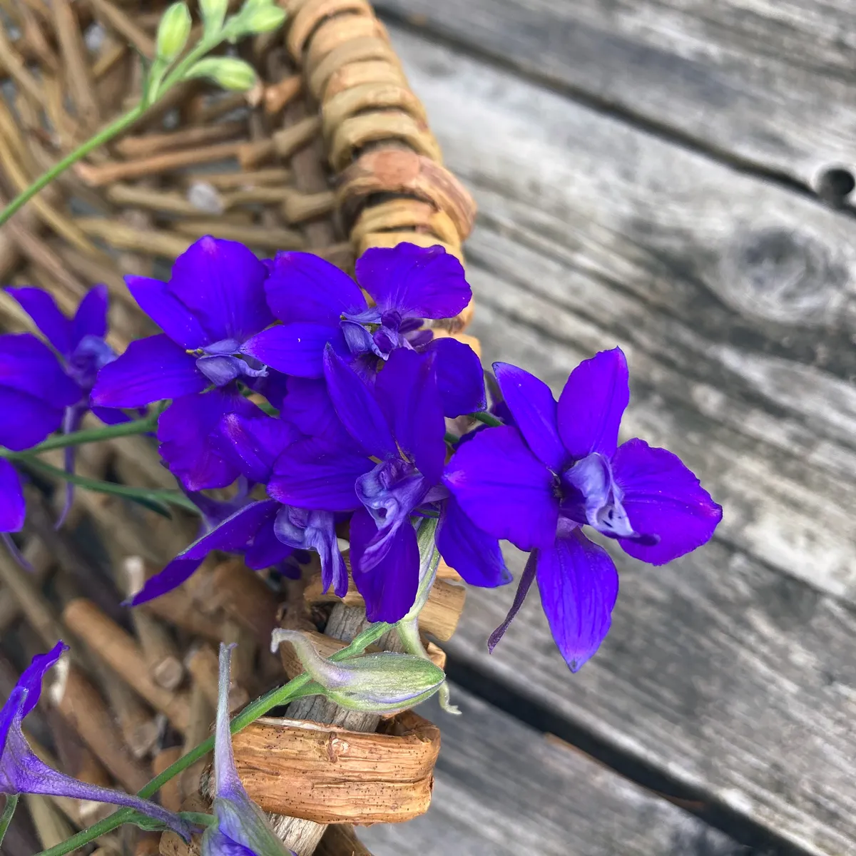 Dunkelblauer Feldrittersporn 'Blue Spire' (Consolida ajacis) Samen
