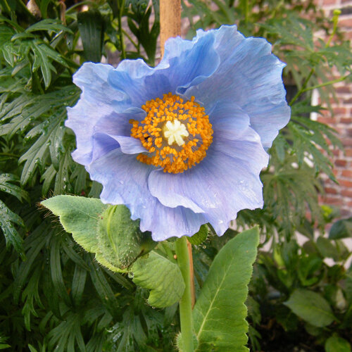 Fiore azzurro del papavero blu dell'Himalaya (Meconopsis betonicifolia) con stami gialli