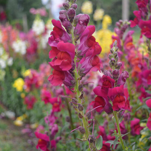 Bocche di leone comuni (Antirrhinum majus) fiorite in rosso, rosa, giallo e bianco nell'aiuola