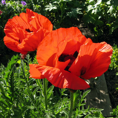 Papavero orientale (Papaver orientale) con grandi fiori rosso acceso