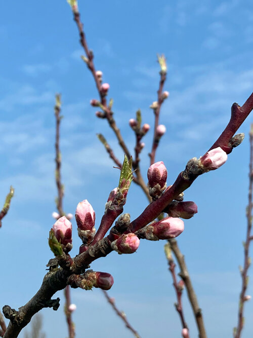 Boccioli rosa di pesco su un ramo contro il cielo azzurro