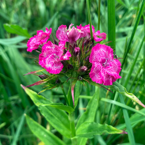 Garofano dei poeti (Dianthus barbatus) con fiori rosa screziati di bianco