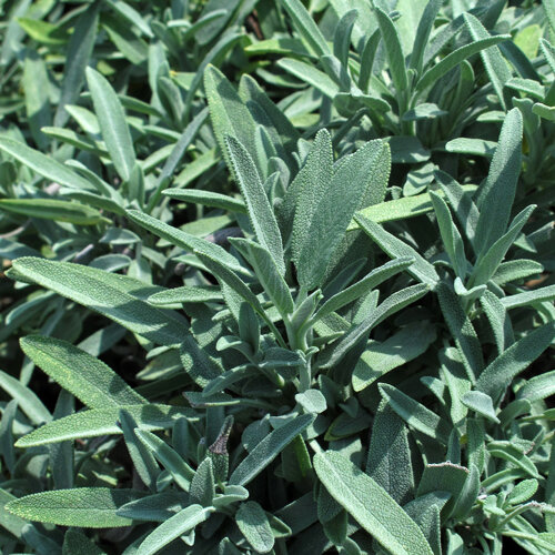 Foglie verde argento di salvia comune (Salvia officinalis)