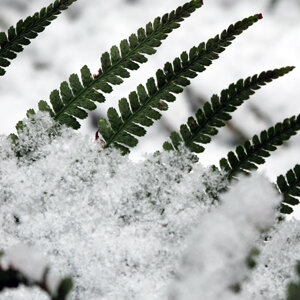 Fronde verdi di felce che spuntano dalla neve